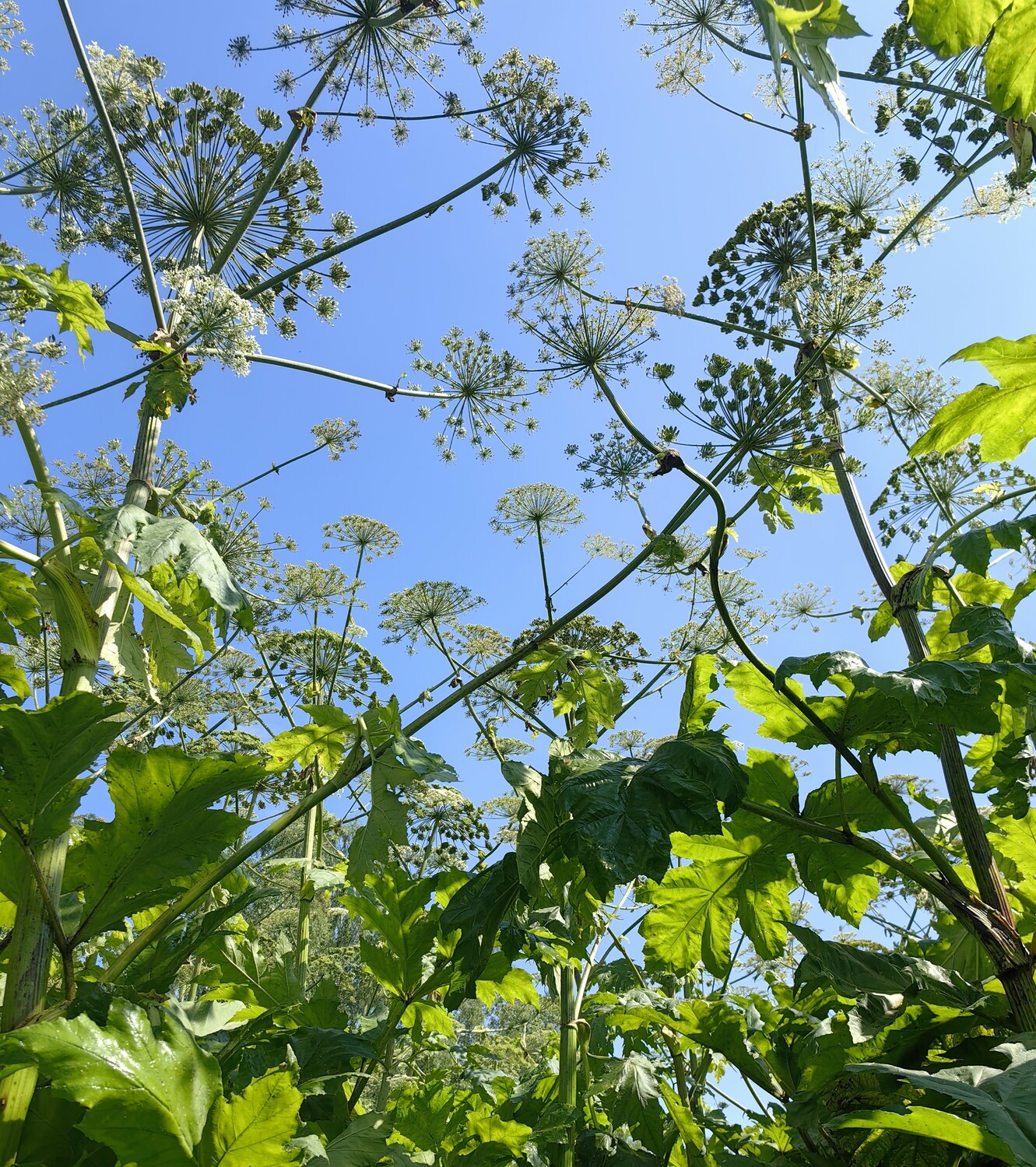 Уничтожение борщевика Сосновского и других инвазивных растений